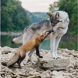 can foxes kill dogs