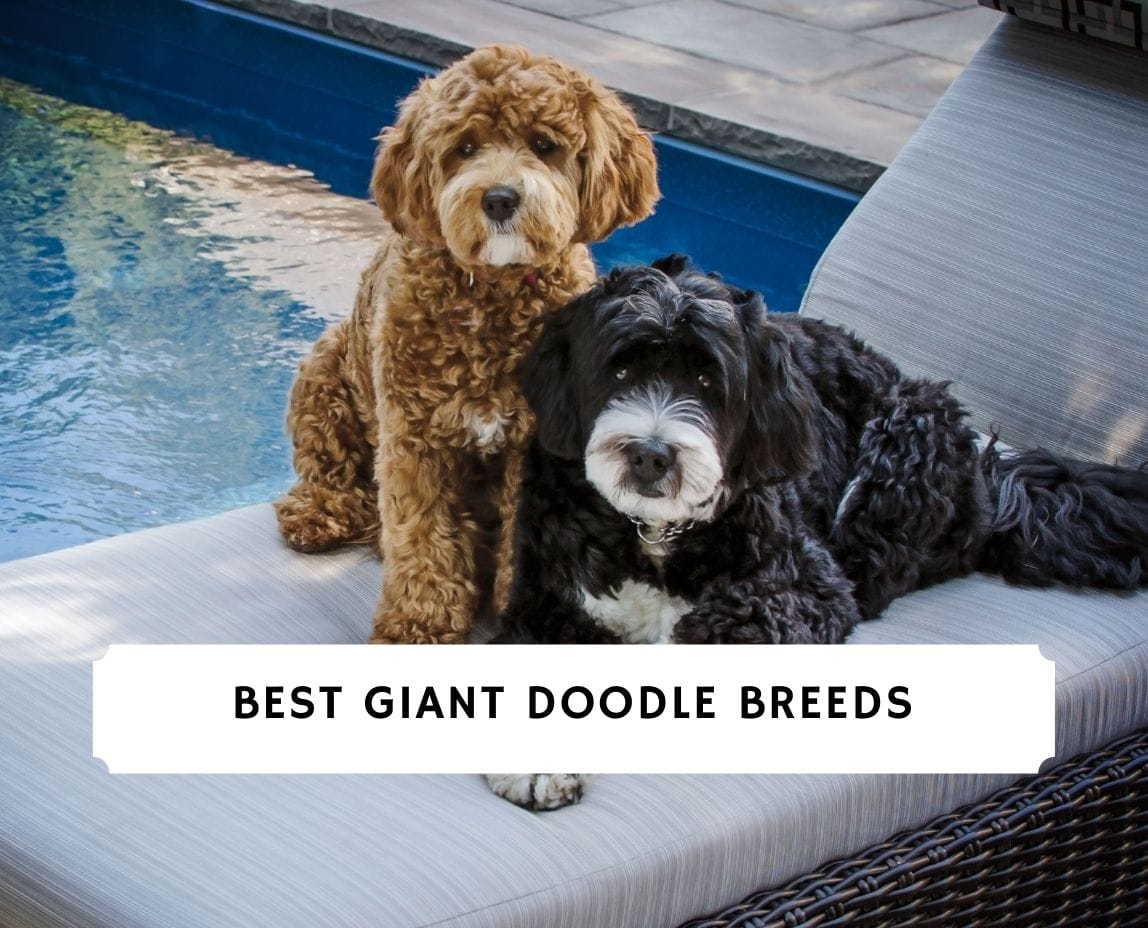 what is the largest poodle mix