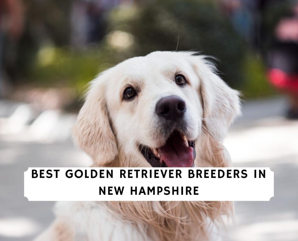 11 Best Golden Retriever Breeders In New Hampshire! (2023) We Love