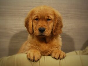 8 Best Golden Retriever Breeders In Iowa 2021 We Love Doodles