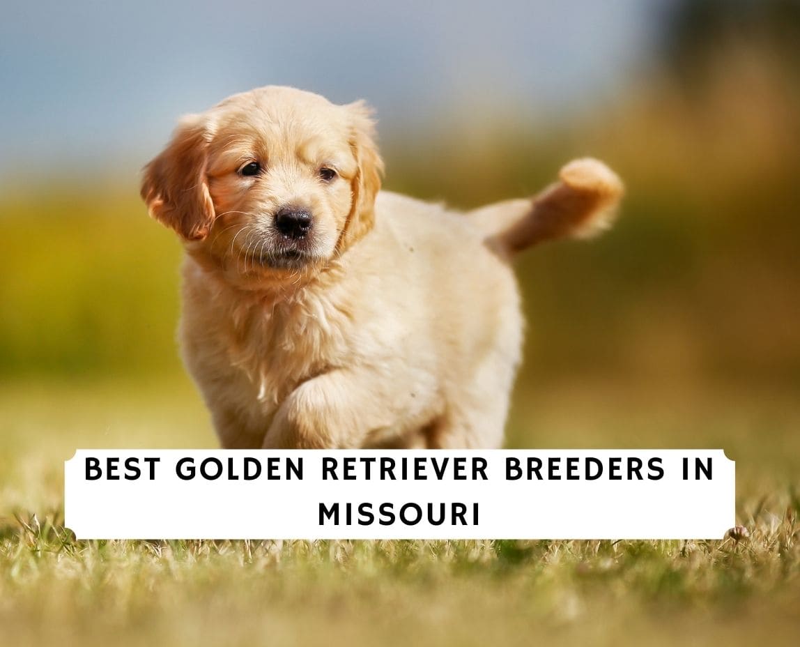 6 Best Golden Retriever Breeders In Missouri 2021 We Love Doodles