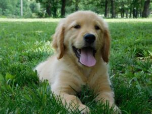 6 Best Golden Retriever Breeders In Missouri 2021 We Love Doodles