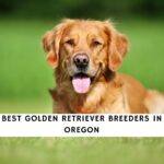 Golden Retriever Breeders in Oregon