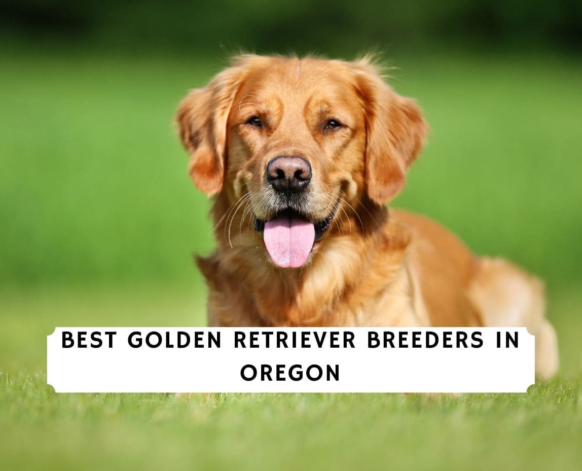 8 Best Golden Retriever Breeders In Oregon 2021 We Love Doodles