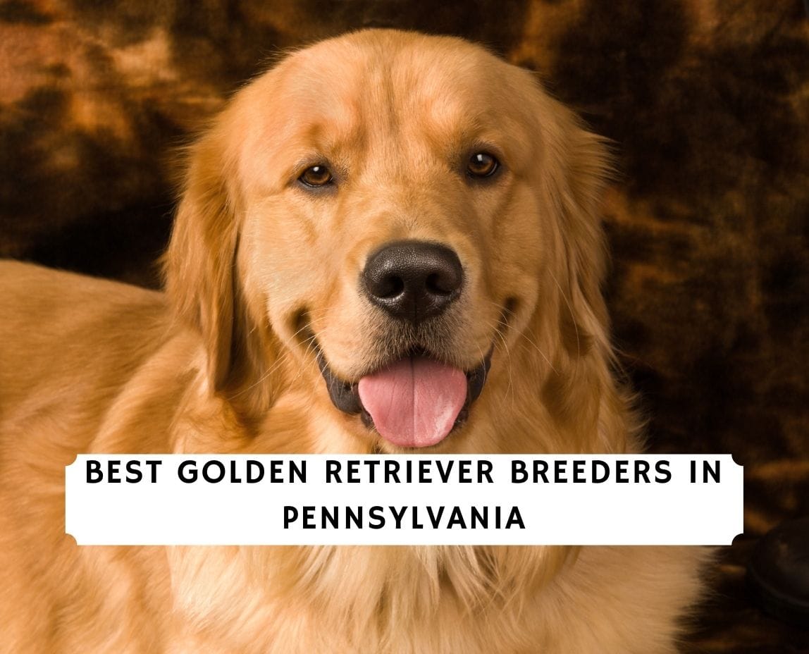 8 Best Golden Retriever Breeders in Pennsylvania 2024 We Love