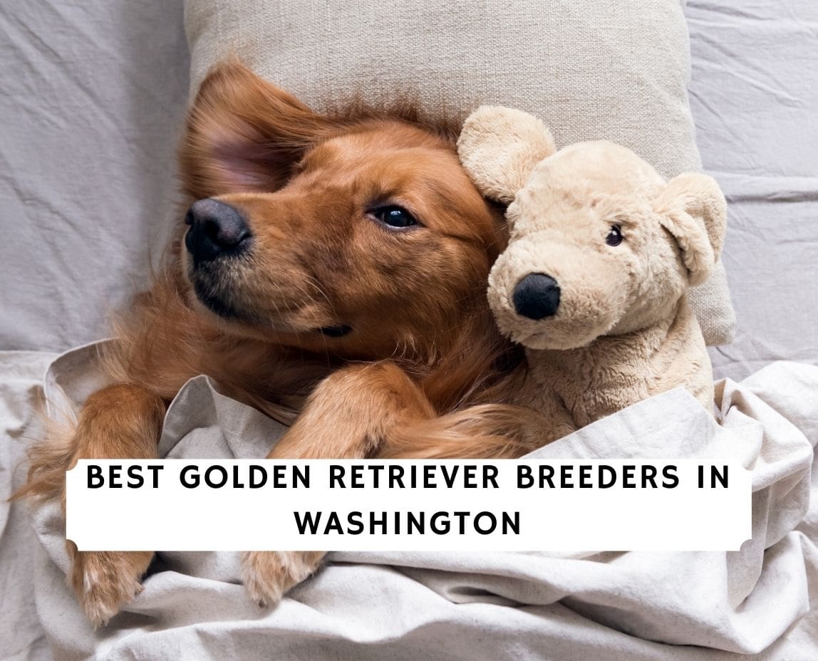 13 Best Golden Retriever Breeders In Washington 2021 We Love Doodles