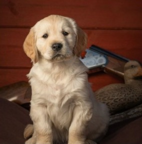 claybook farms, indiana, golden retriever