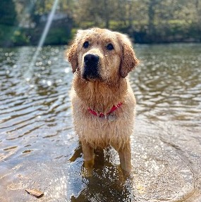 13 Best Golden Retriever Breeders In Washington 2021 We Love Doodles