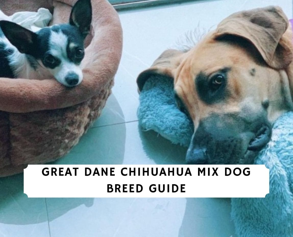 can a chihuahua mate with a great dane