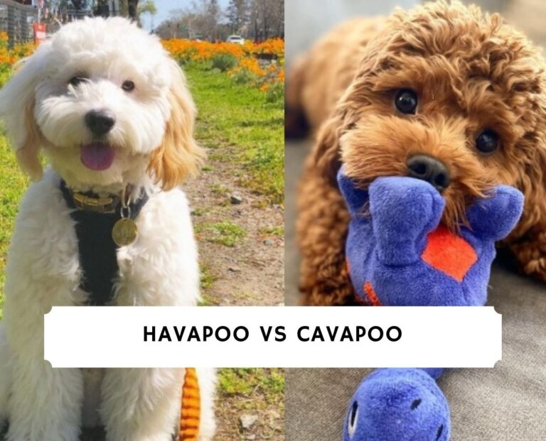 Havapoo vs Cavapoo - Dog Breed Comparison! (2024) - We Love Doodles