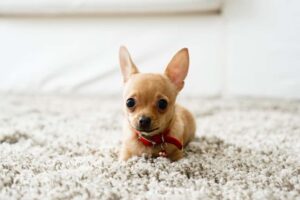 How Can I Stop My Chihuahua from Shaking? 
