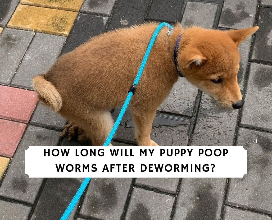 do dogs poop out dead heartworms