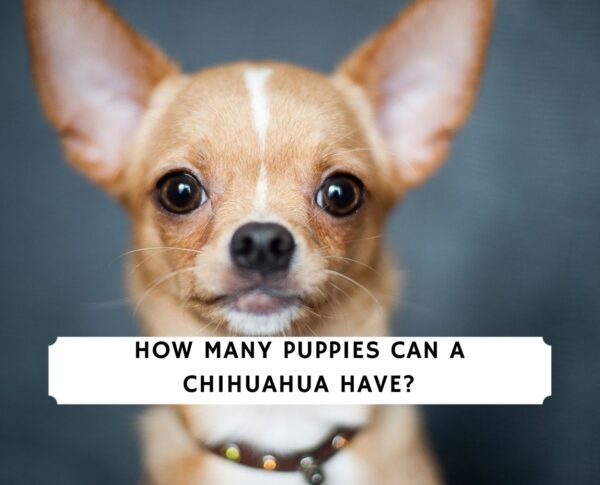 How Many Puppies Can A Chihuahua Have?