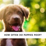 How Often Do Puppies Poop