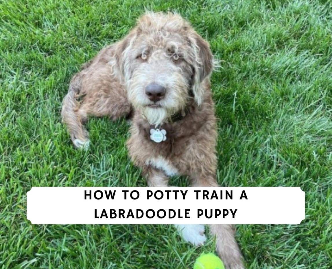 Labradoodle potty outlet training