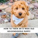 How to train an 8 week old Goldendoodle Puppy