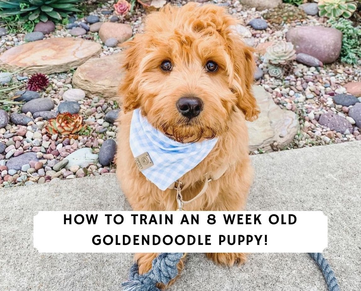 are goldendoodles easy to train