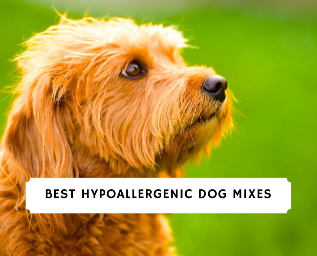 10 Best Hypoallergenic Dog Mixes!