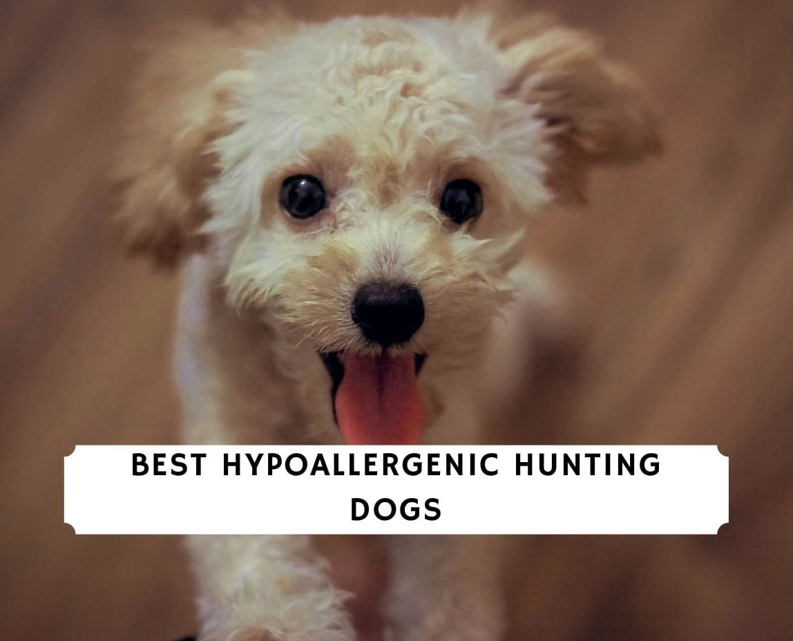 Hypoallergenic hunting dog sales breeds