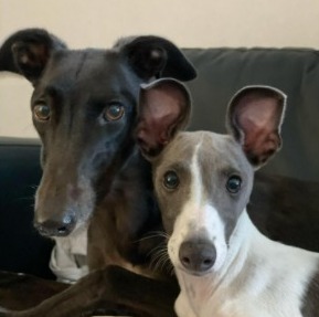 Italian Greyhound