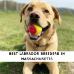 Labrador Breeders in Massachusetts