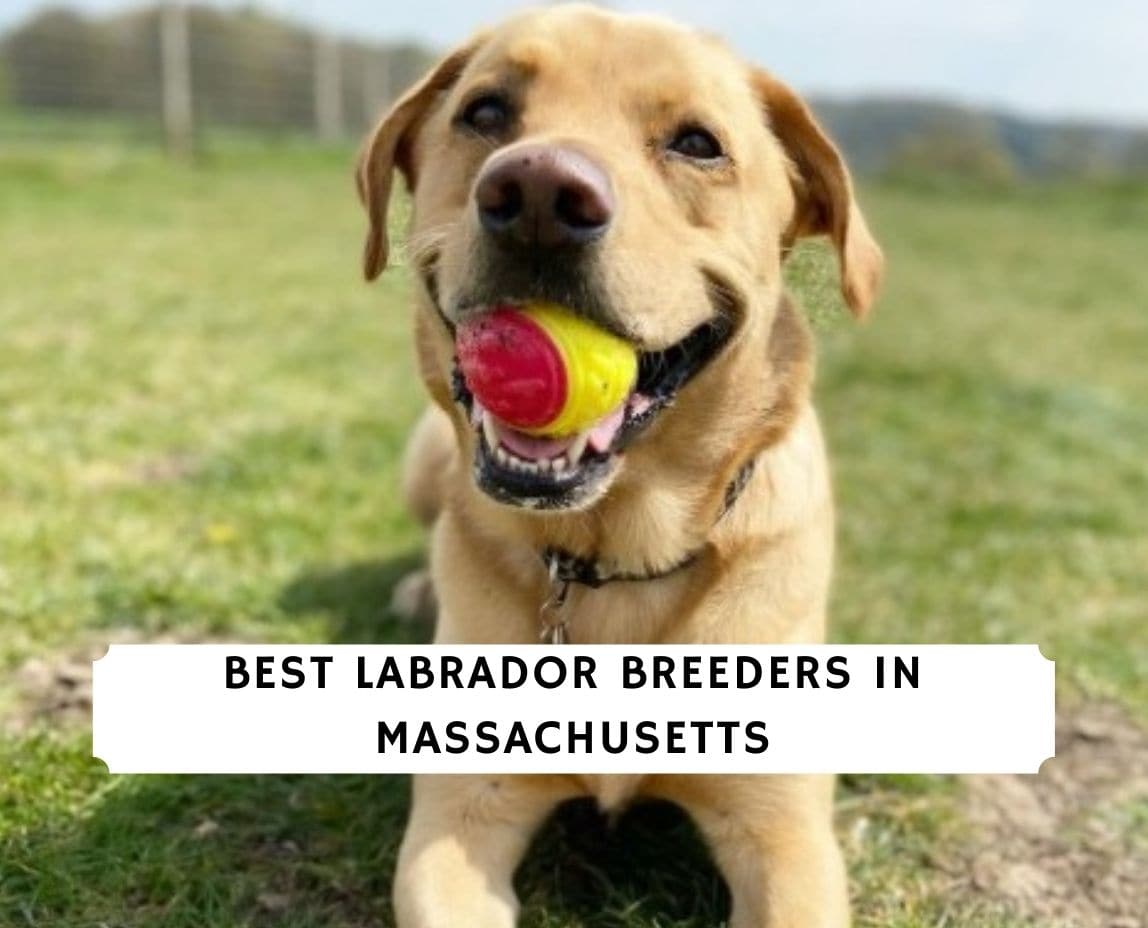 8 Best Labrador Breeders In Massachusetts 2021 We Love Doodles