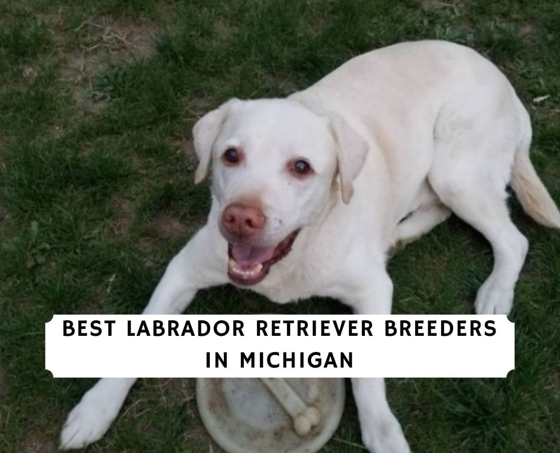 7 Best Labrador Retriever Breeders In Michigan 2021 We Love Doodles