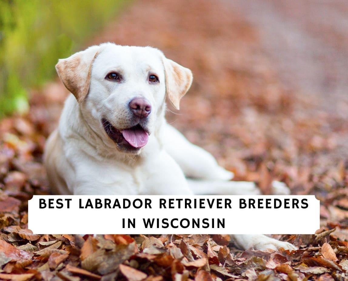 6 Best Labrador Retriever Breeders In Wisconsin 22 We Love Doodles