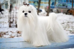 9 Best Cheap Hypoallergenic Dogs!