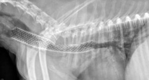 is collapsed trachea in dogs fatal