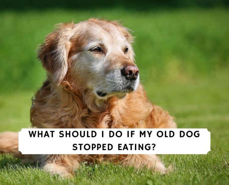 What Should I Do If My Old Dog Stopped Eating?