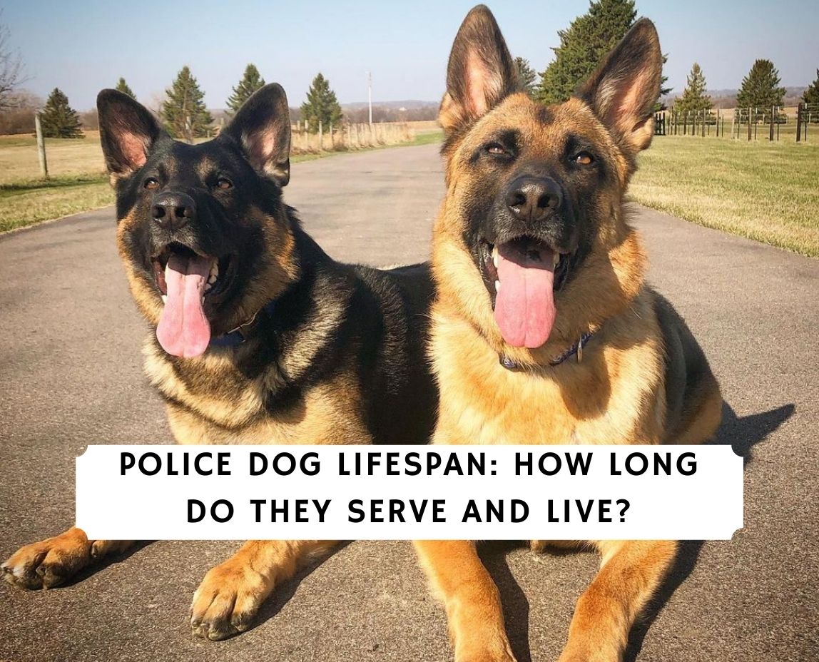 Police Dog Lifespan: How Long do They Serve and Live? (2024) - We Love ...