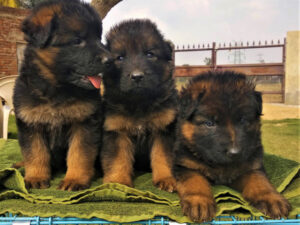 Double coat german shepherd puppy clearance price