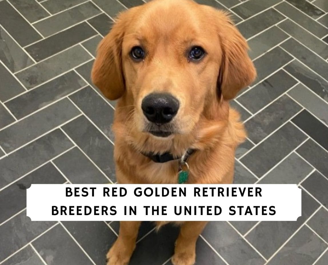 8 Best Red Golden Retriever Breeders In The Usa 2021 We Love Doodles