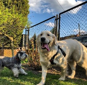 Robyn’s Country Goldens