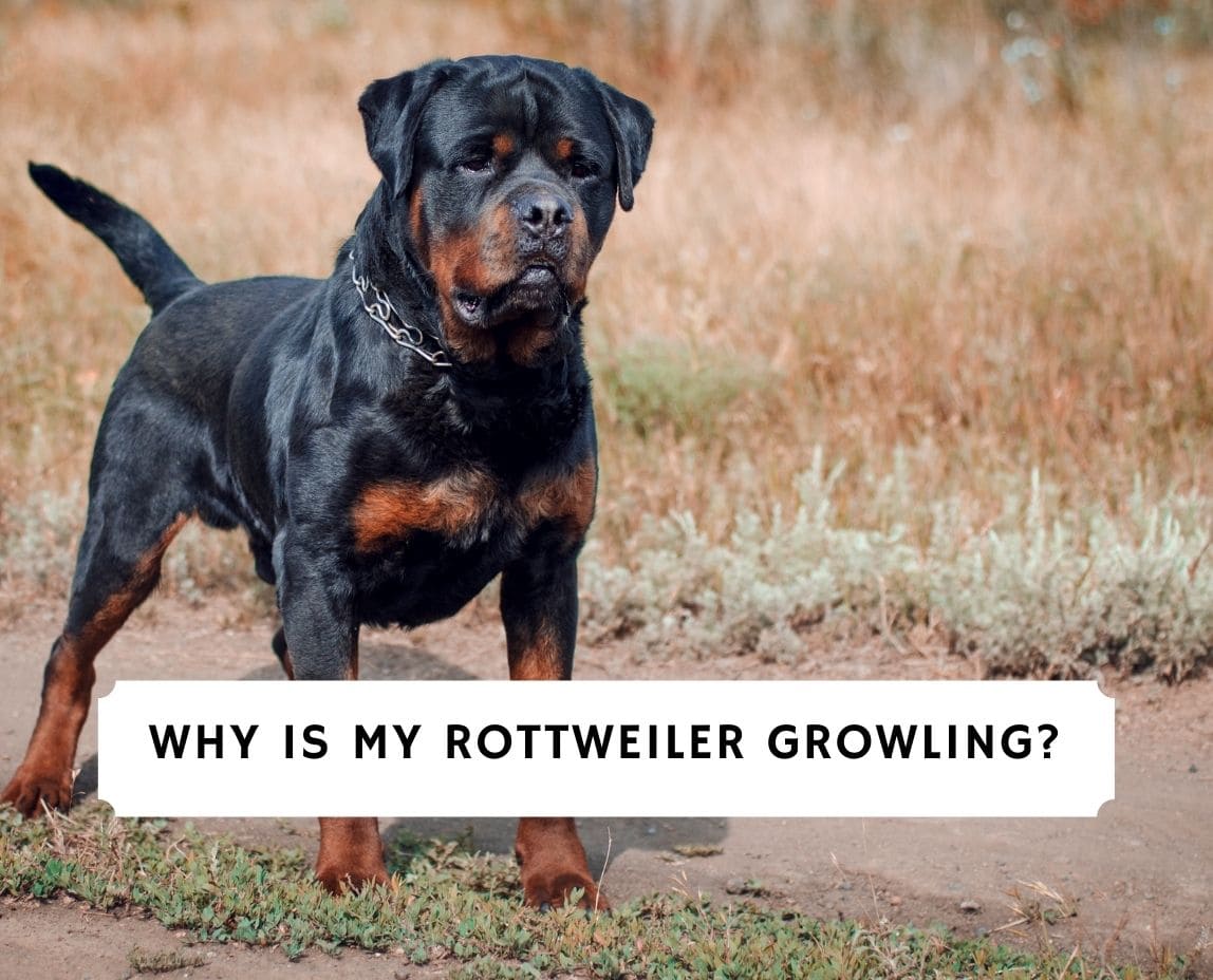 growling rottweiler