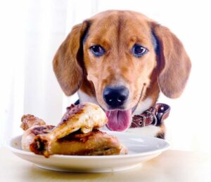 dogs eat chicken skin