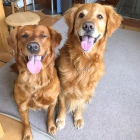 SwanSun Golden Retrievers