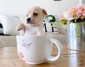 Teacup Chihuahua