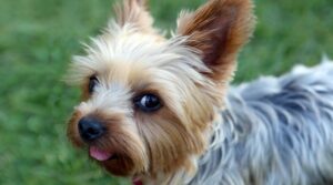 Teacup Yorkie