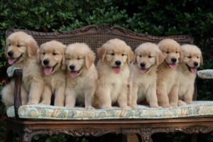 6 Best Golden Retriever Breeders In Missouri 2021 We Love Doodles