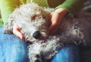 Tips to Get Your Dog to Sleep