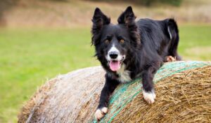 Top Barn Dog Breeds