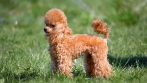 Toy Poodle