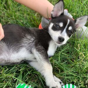 are huskies safe around chihuahuas