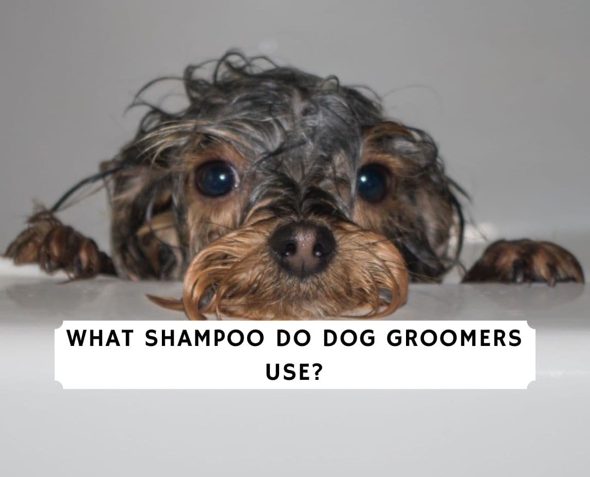 what do groomers use to bathe dogs