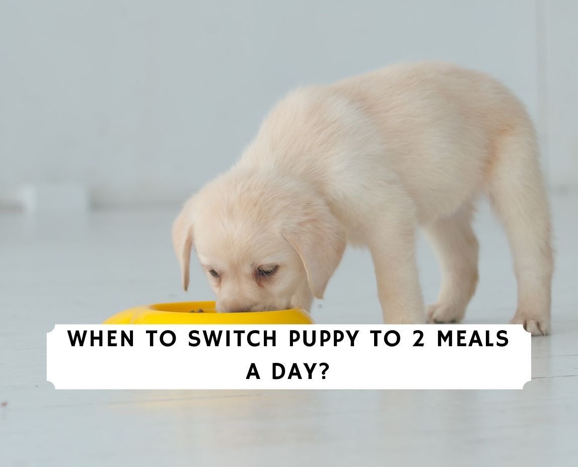 when should a puppy switch to 2 meals a day