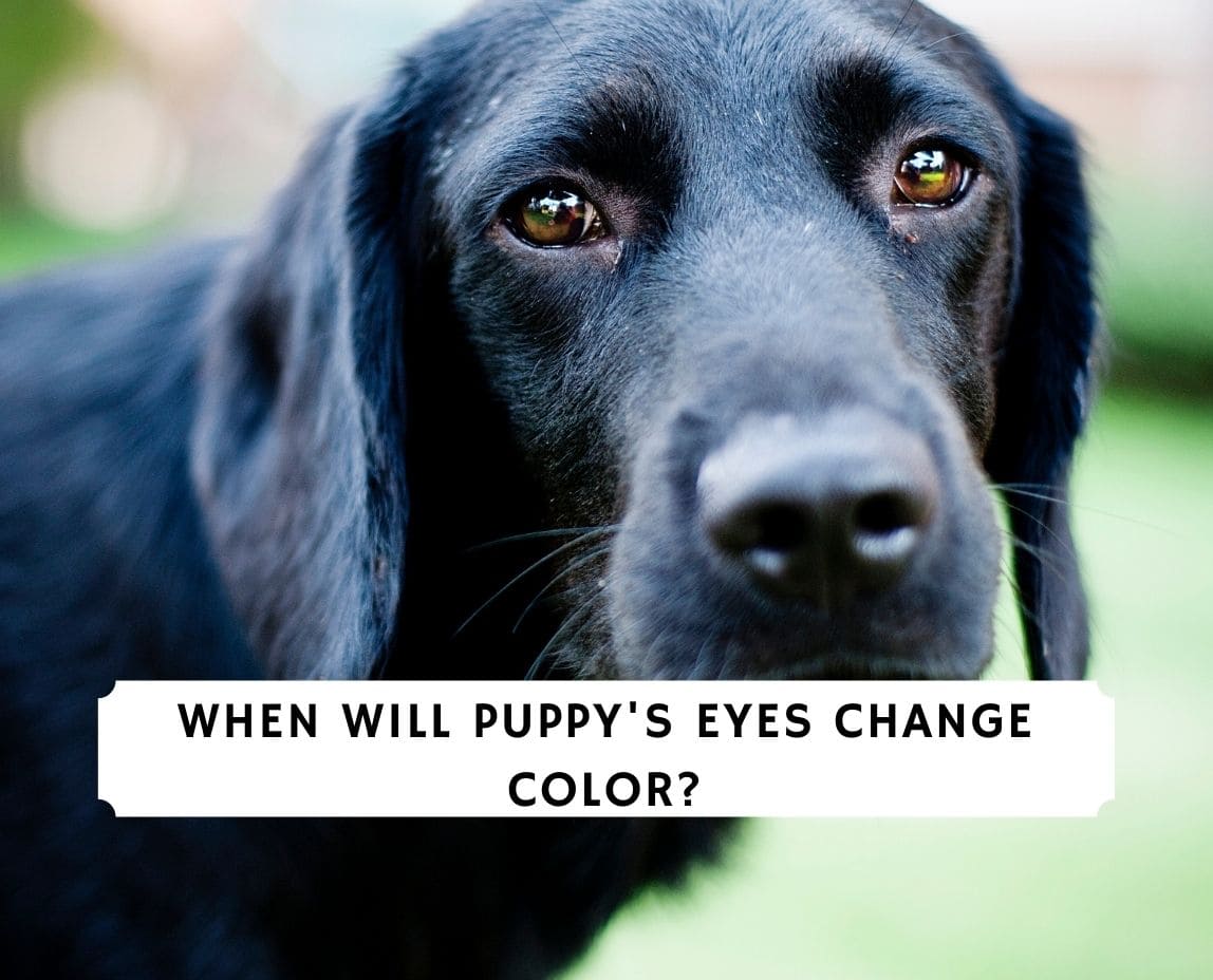 When Do Puppy S Eyes Change Color 2022 We Love Doodles