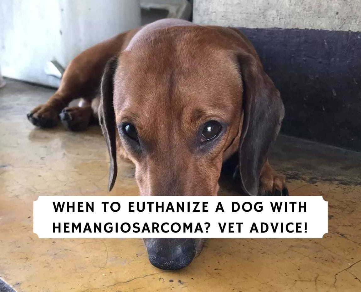 how long will my dog live with hemangiosarcoma