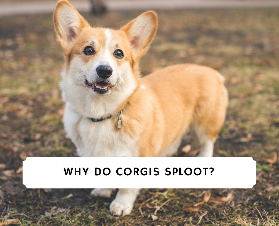 do corgis have back issues